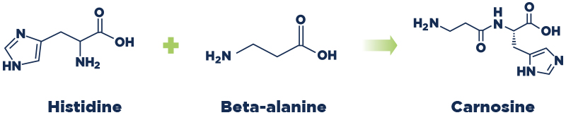 Elemental chart showing histidine and beta-alanine make carnosine