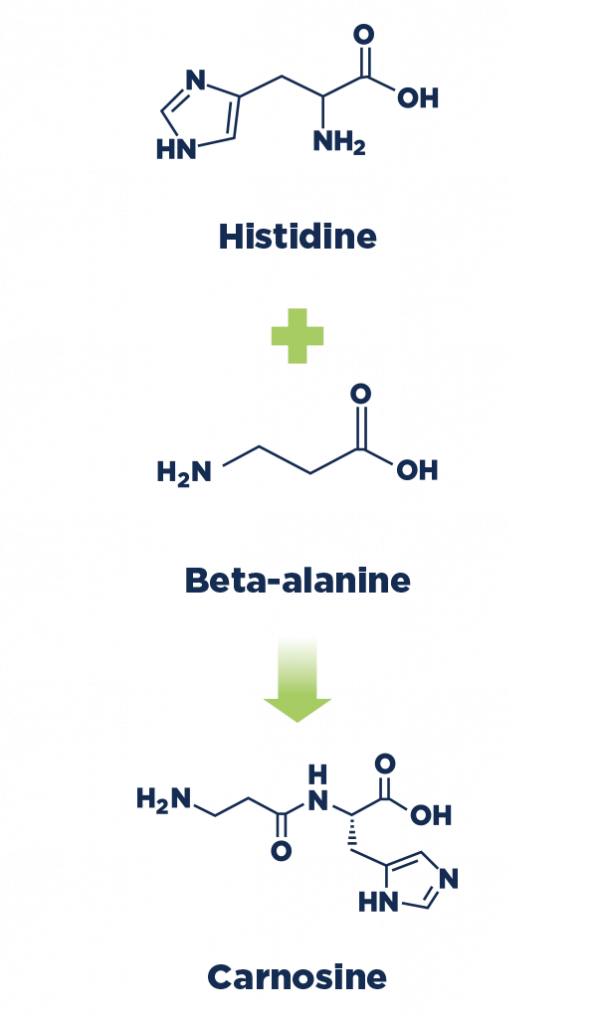 Beta Alanine-SR & Reviews